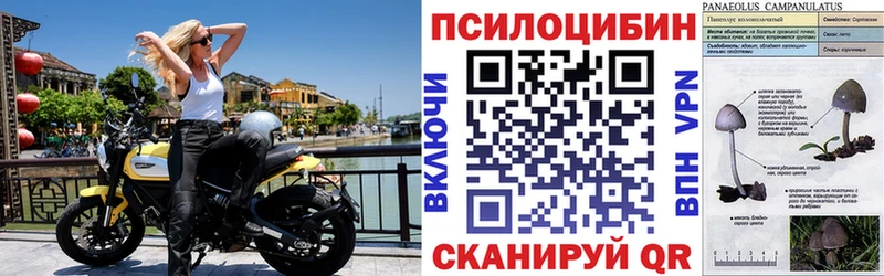 Псилоцибиновые грибы прущие грибы  ОМГ ОМГ ССЫЛКА  Карачаевск 